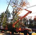 Hazardous tree removal - click to see larger view.